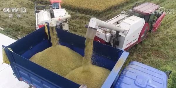 廣東1300多萬(wàn)畝早稻開始收割 智慧農(nóng)場(chǎng)效率高 廣東1300多萬(wàn)畝早稻開始收割 智慧農(nóng)場(chǎng)效率高